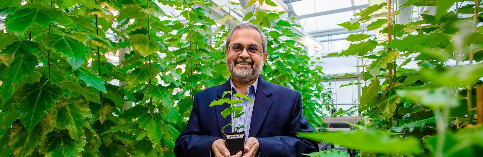 Chair Chandrashekhar Joshi holding a plant in a greenhouse.