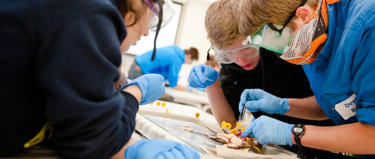 Students dissecting a frog.