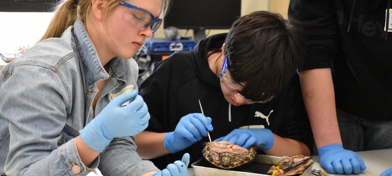 students dissecting a turtle
