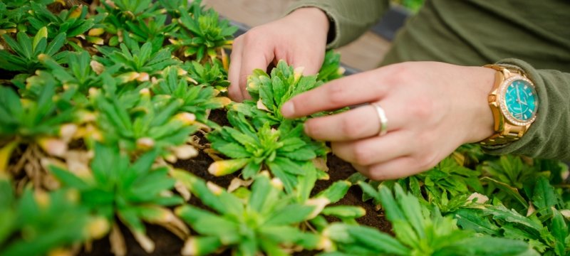 Student tending to plants