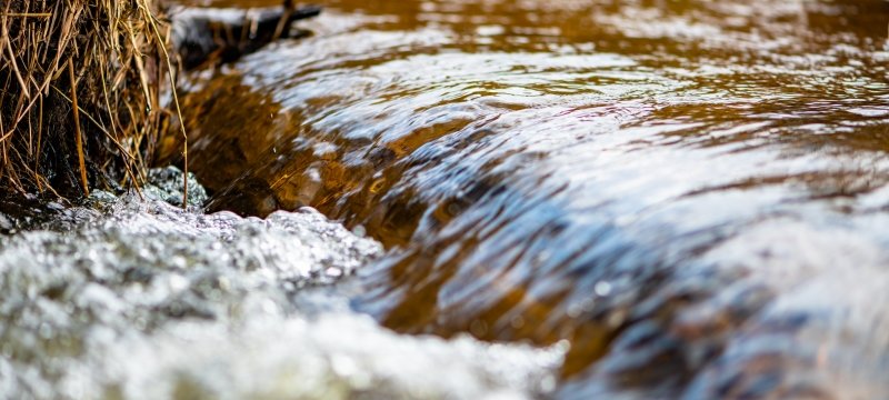 Given our location at the intersection of the largest freshwater lake in the world and breathtakingly large forests, researchers studying ecology, ecosystems, and environmental policy simply can’t ask for a better backyard!