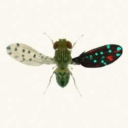 Drosophila guttifera: