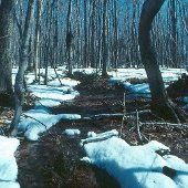 Snowmelt overland flow in northern hardwoods, Calumet watershed, Michigan