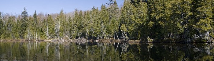 A forested shoreline