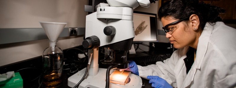 Student with goggle and in a labcoat and gloves putting a slide with a fruit fly onto a microscope