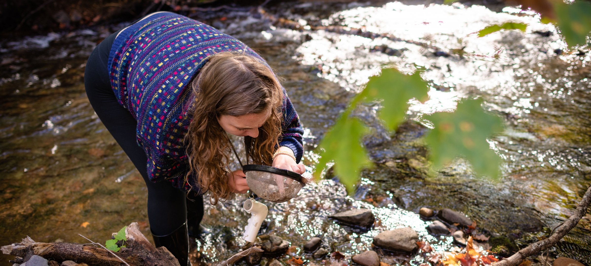 Student, standing in a stream, sifts through material collected in a mesh strainer