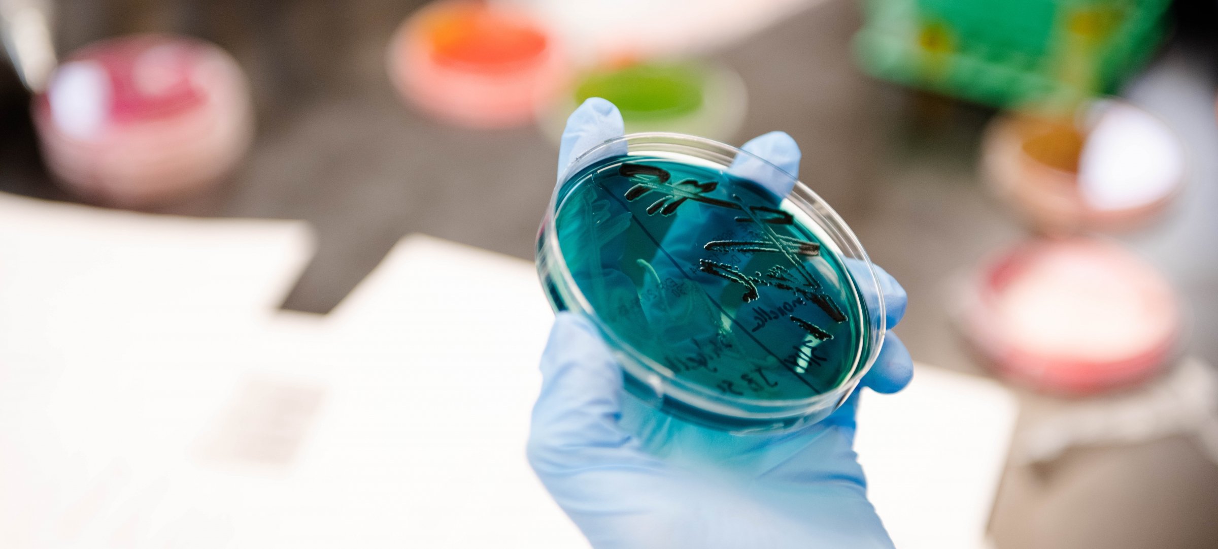 Researcher, wearing gloves, holding a petri dish