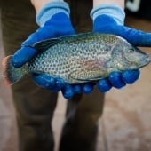 A researcher holding a talapia with both hands