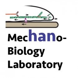 Mechanobiology Lab
