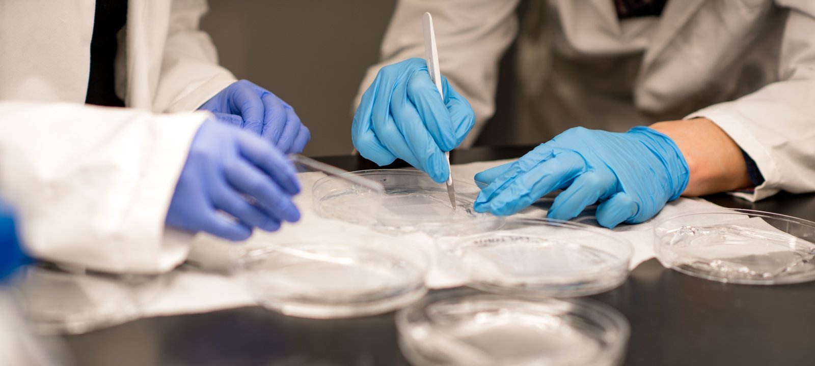 Biomedical lab showing gloved hands working with Petri dishes.