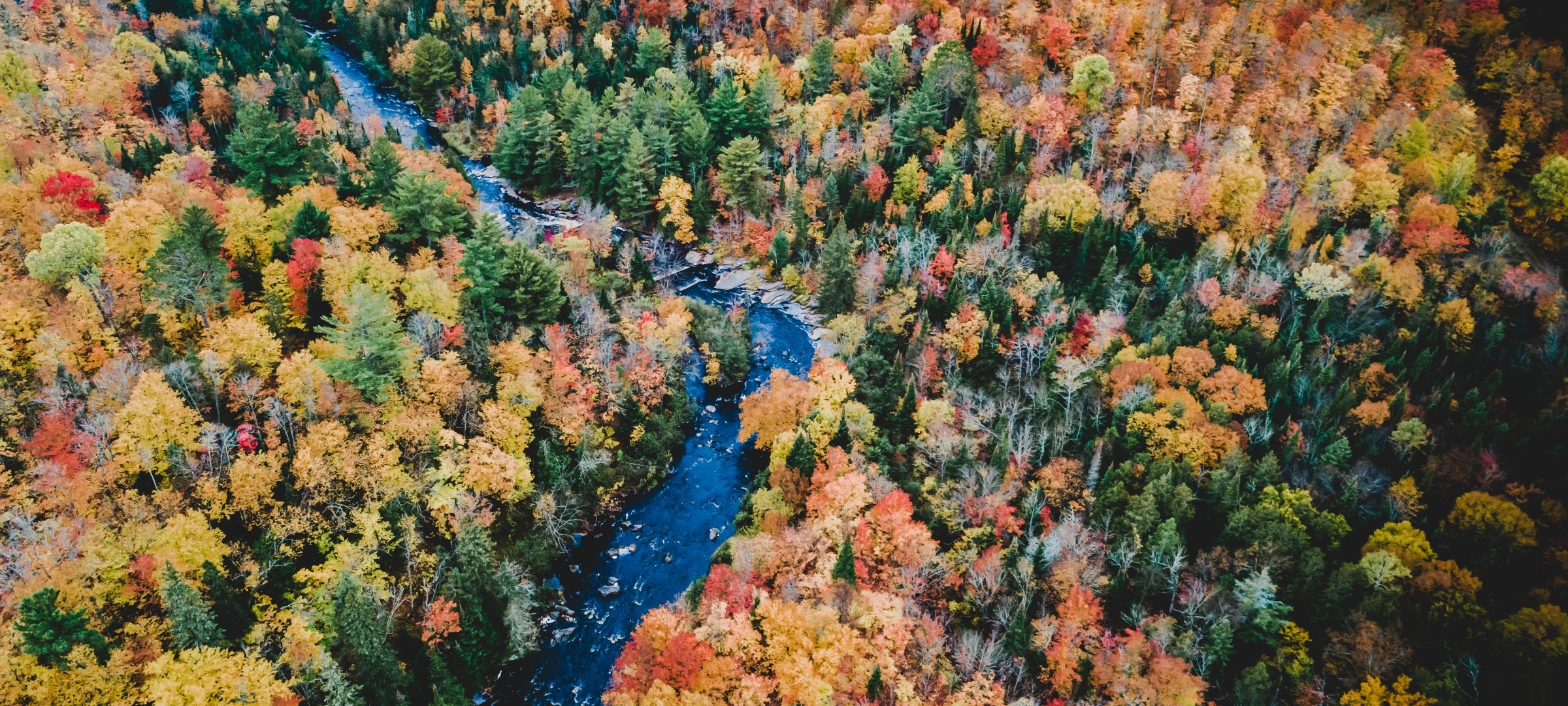 Drone shot of water and trees in Alberta, Michigan