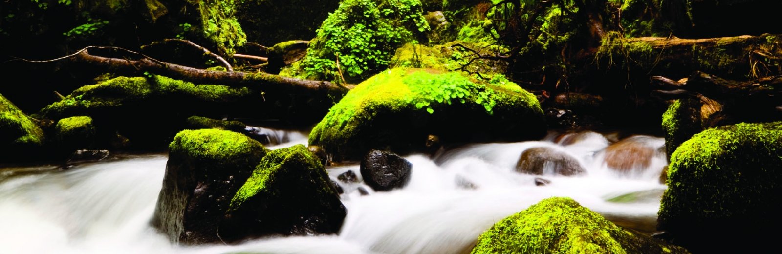 Mossy rocks in a stream