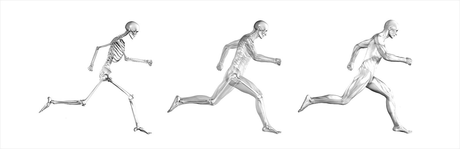 A skeleton, a skeleton with some muscles, and a person running.