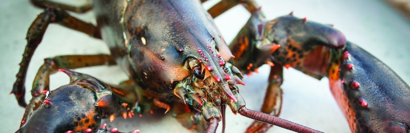 A closeup of a lobster.