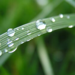 Close-up of water on grass