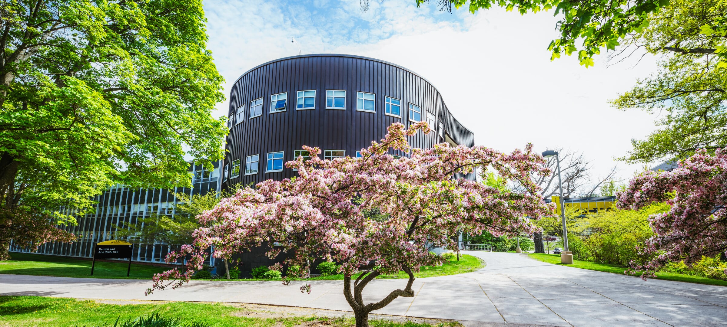 A flowering tree in front of Rekhi Hall.