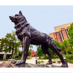 Michigan Tech Husky