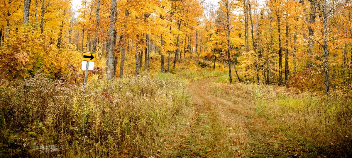 Path in the woods