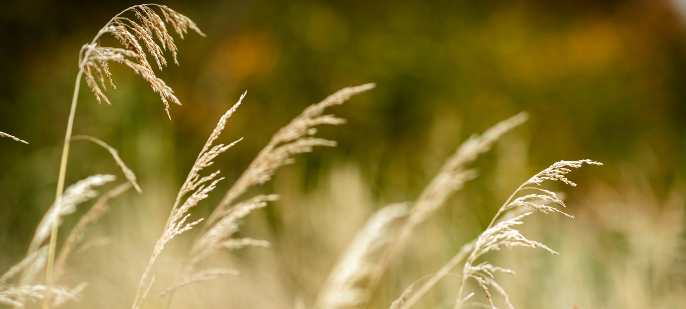 Photo of grass in a field