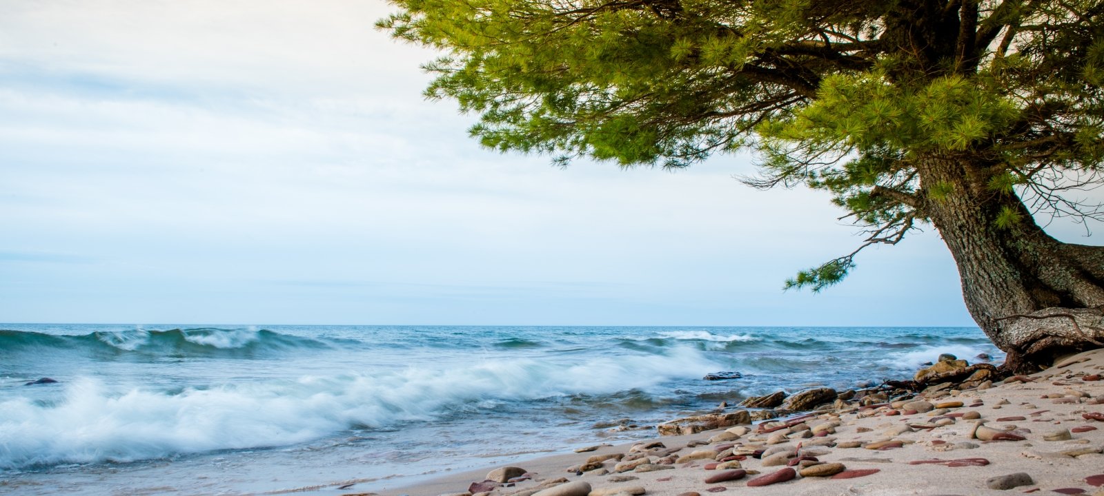 Tree along the Lake Superior shore.