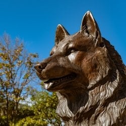 Husky Statue