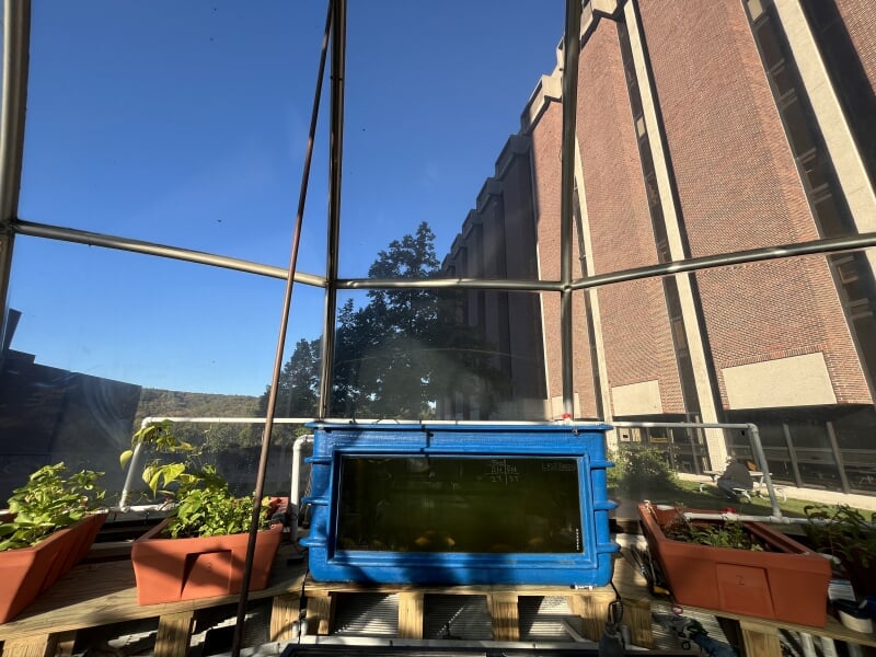 Aquaponics