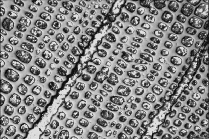Microscopic view of magnesium matrix