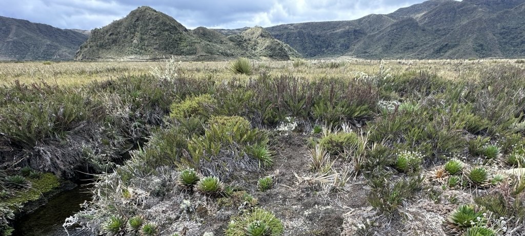 Peatland in Columbia