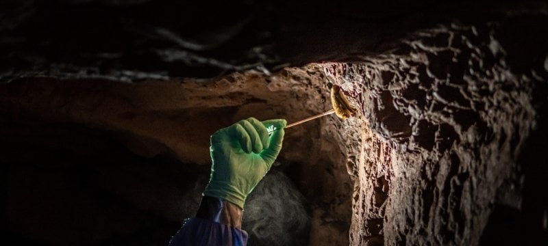Scientist taking a swab sample from a bat
