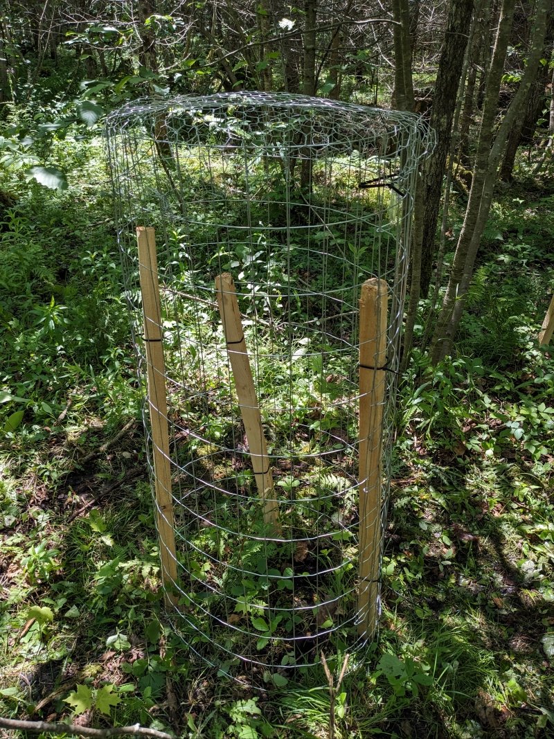 Browse protector on planted cedar