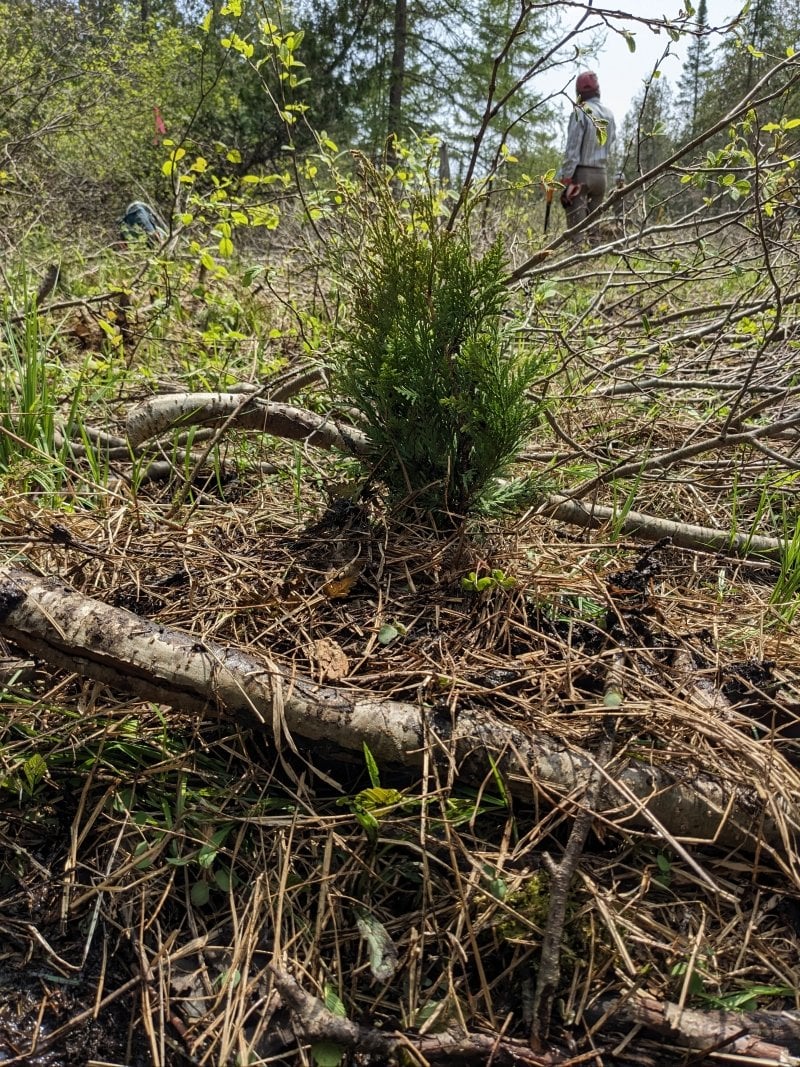 Planted cedar sapling in forest