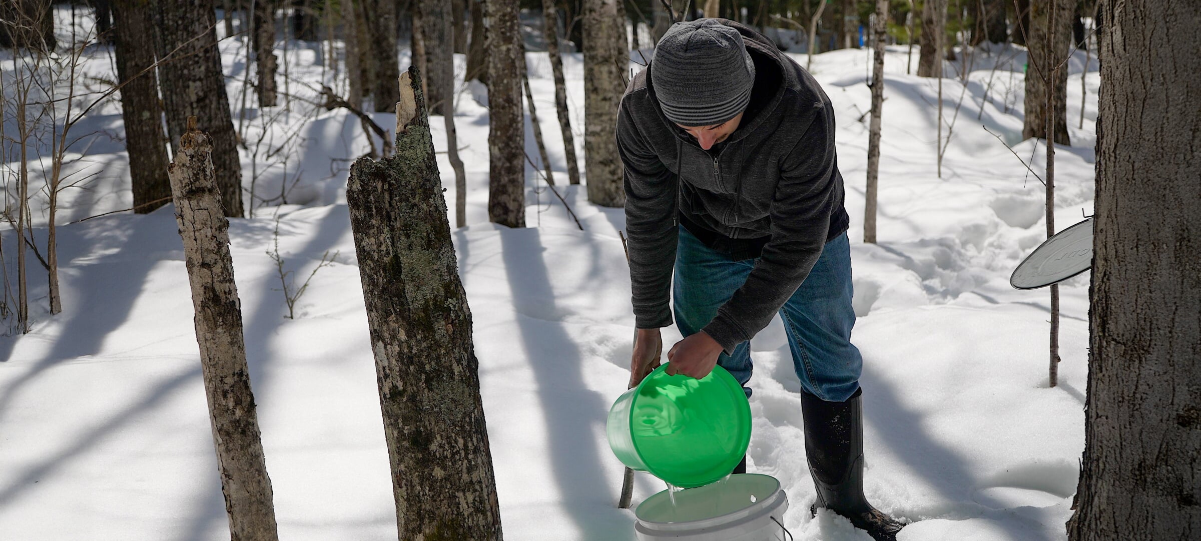 A person standing in the snow pouring sap from a green pail into a white bucket