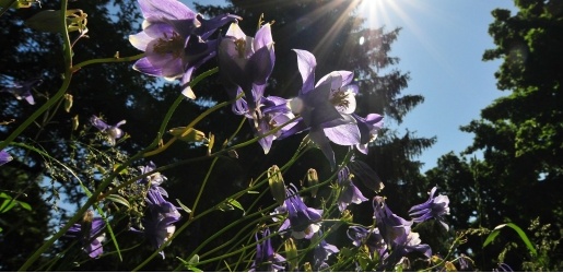 Purple flowers in a garden.