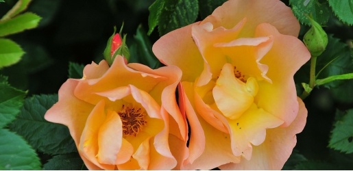 Close-up photo of a beautiful orange flower. Type unknown.