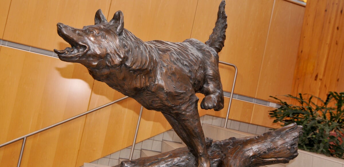 Bronze sculpture of a wolf.