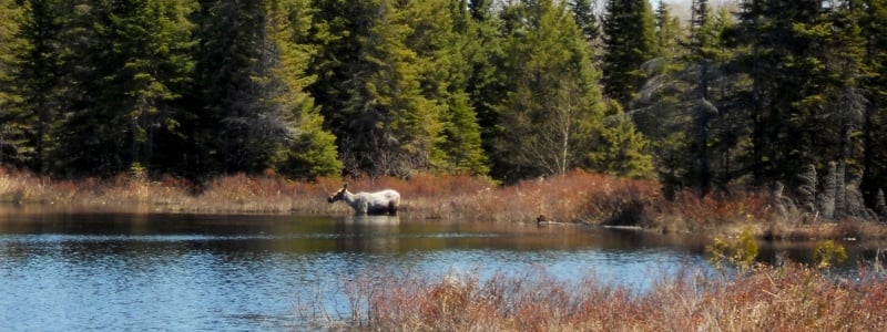 Forest Ecology and Management