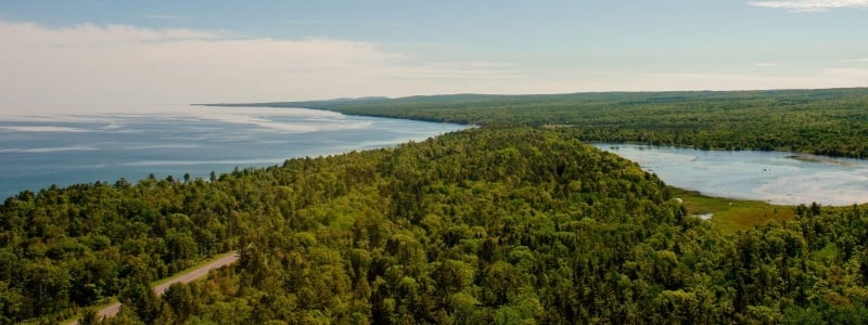 Aerial view of a forest.