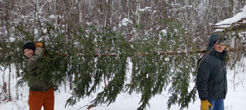 Two students hauling a pine tree in the woods in winter.