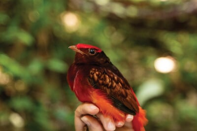 Bright, red bird with darker neck and wing held in a hand.