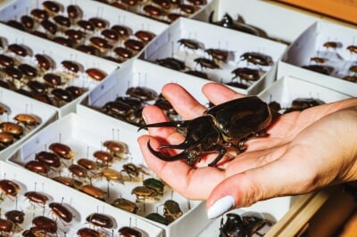 Hand holding a large beetle above other specimens pinned in boxes.