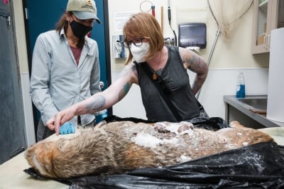 Two researchers examine a dead wolf in a lab.