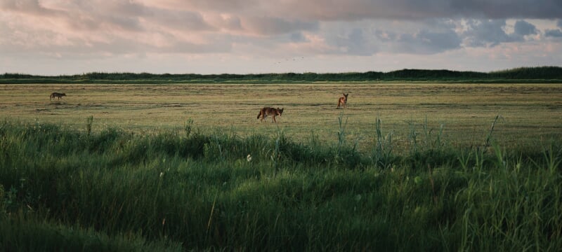 Three wolves standing in a field.