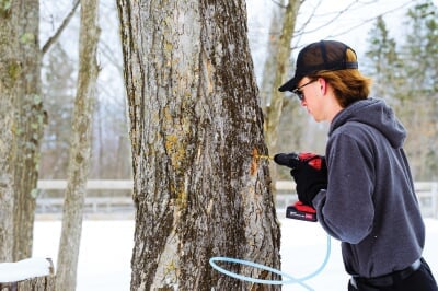 Student drilling into a maple tree to collect sap.