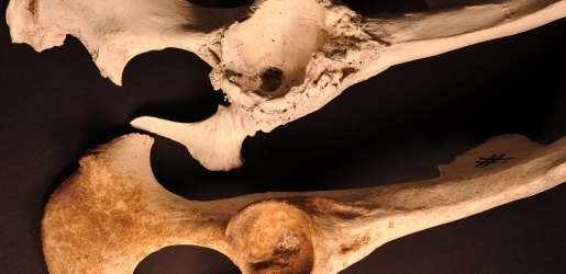 Animal bones.