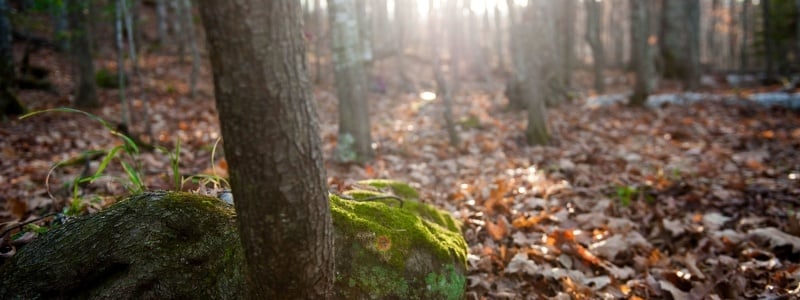 Forest floor.