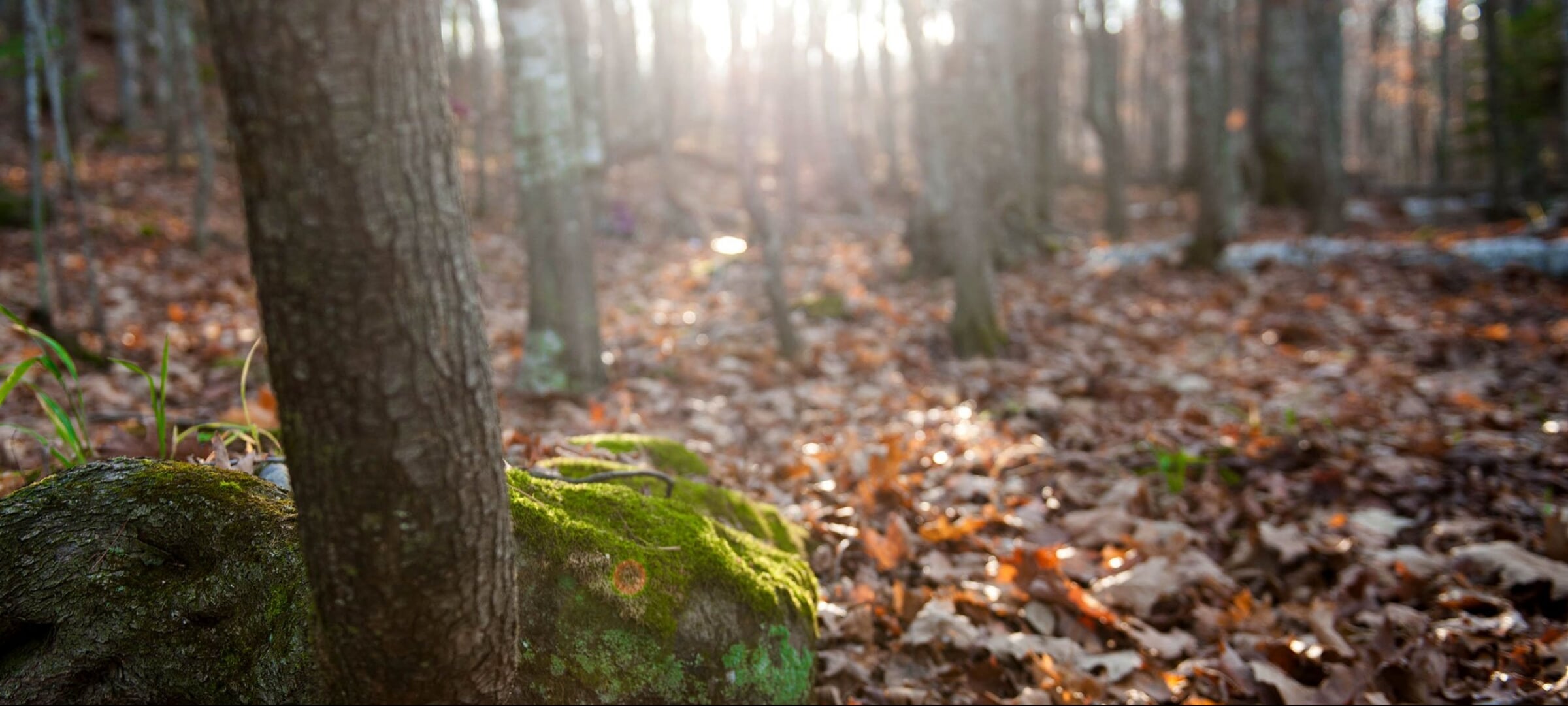 Forest floor.