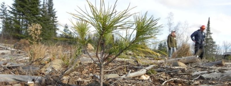 Baby tree (sappling).