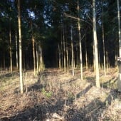 planted trees