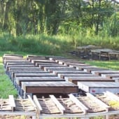 termite testing platform