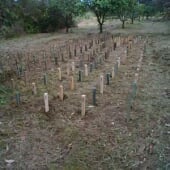 field decay stakes in place
